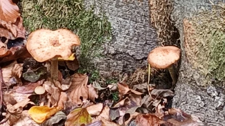 Zwei helle Pilze zwischen Laub, Moos und Baumstämmen im Wald.