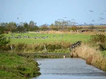 Freiburg an der Elbe, Vogelkieker,Bus,Kinder,Vogel,Vögel,Gänse,Nonnengänse,Wildgänse,Zugvögel,Außendeich,KVG,Natur,Wildganstage, Foto Freiburg an der Elbe, Vogelkieker,Bus,Kinder,Vogel,Vögel,Gänse,Nonnengänse,Wildgänse,Zugvögel,Außendeich,KVG,Natur,Wildganstage, Foto