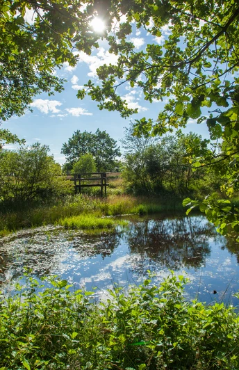 teich-lueneburger-heide