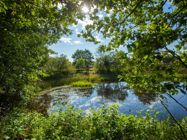 teich-lueneburger-heide