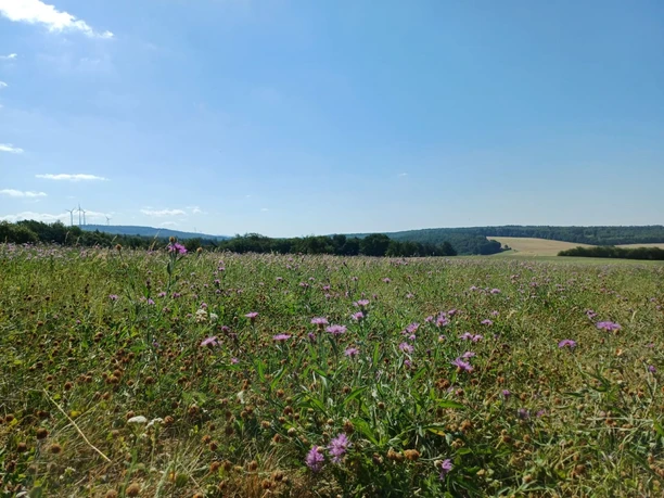 Graf-Hanse-Weg_Blumenwiese.jpg