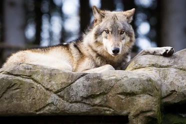 wolf-lueneburger-heide
