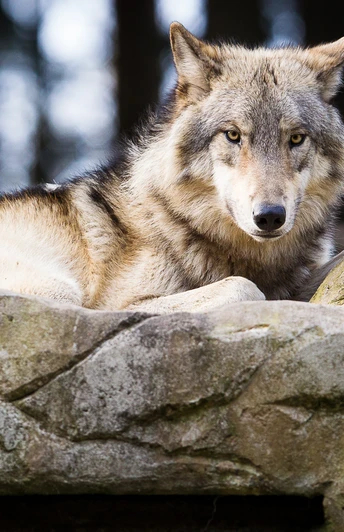 wolf-lueneburger-heide