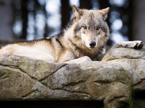 wolf-lueneburger-heide