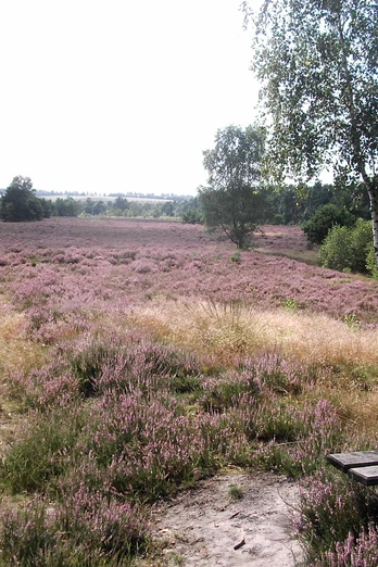 heide-natur-bispingen