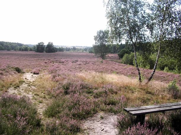 heide-natur-bispingen
