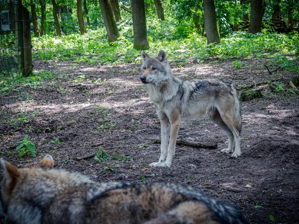Wölfe im Wolfcenter Dörverden