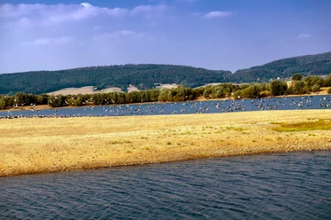 Auenlandschaft Hohenrode Vogelschwarm Auenlandschaft Hohenrode Vogelschwarm