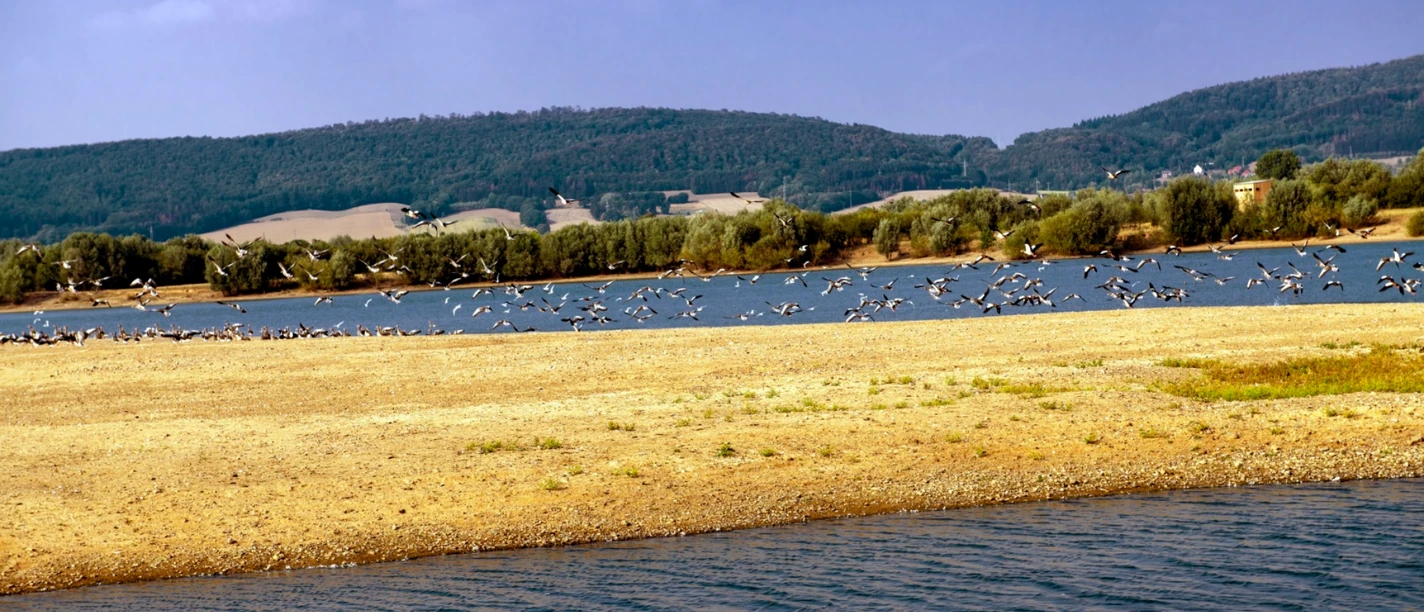 Auenlandschaft Hohenrode Vogelschwarm Auenlandschaft Hohenrode Vogelschwarm