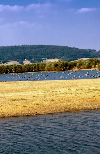 Auenlandschaft Hohenrode Vogelschwarm Auenlandschaft Hohenrode Vogelschwarm