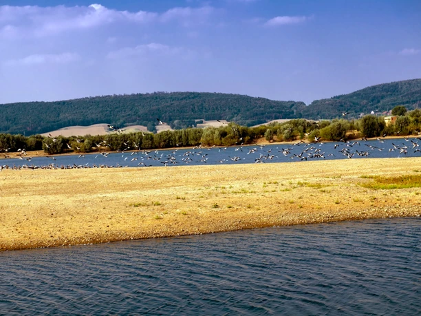 Auenlandschaft Hohenrode Vogelschwarm Auenlandschaft Hohenrode Vogelschwarm