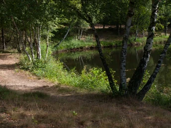 Ein sandiger Pfad schlängelt sich an einem ruhigen See vorbei, gesäumt von Birken und grünen Bäumen.
