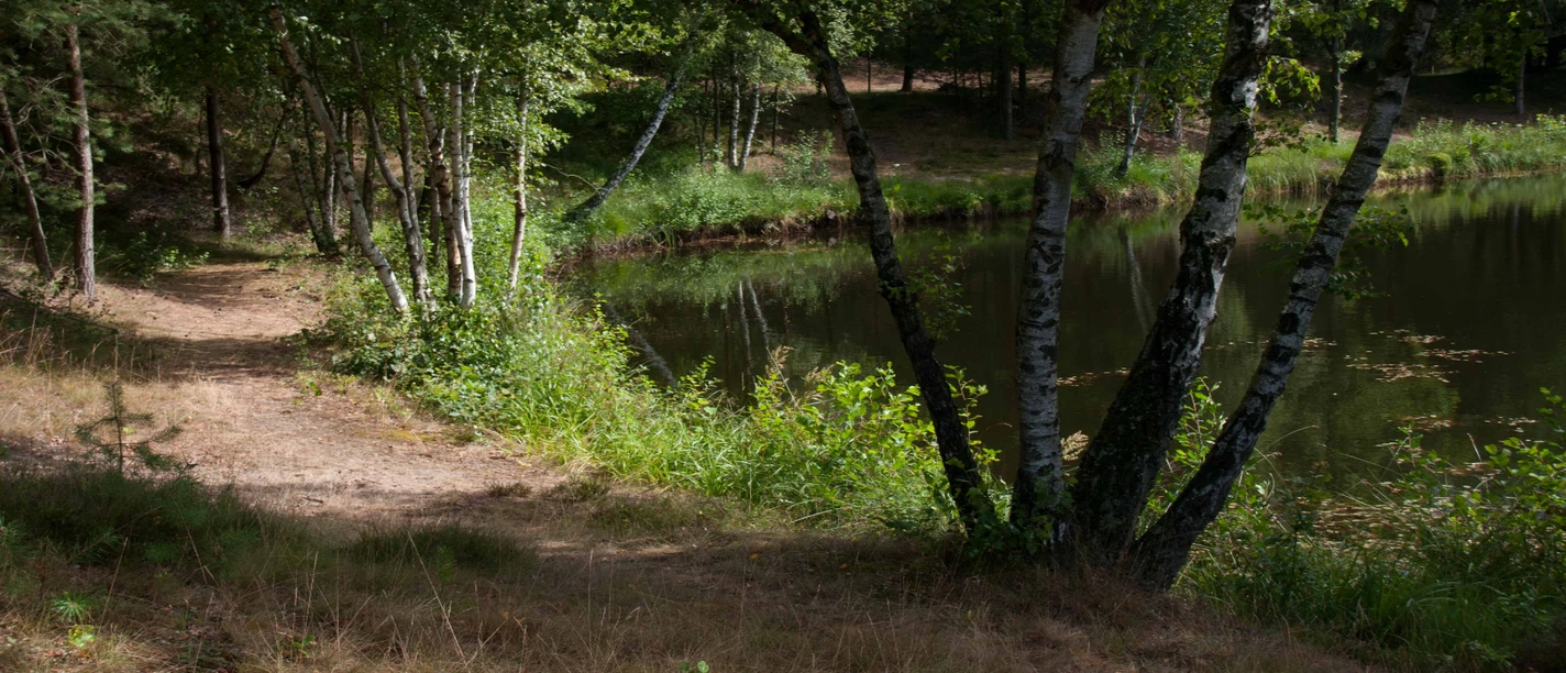 Aussicht entlang des Weges Ein sandiger Pfad schlängelt sich an einem ruhigen See vorbei, gesäumt von Birken und grünen Bäumen.
