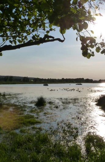 Ein flaches Gewässer mit Wasservögeln, umgeben von üppigem Grün und Bäumen bei tief stehender Sonne.