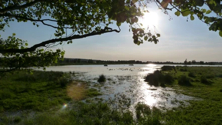 Winzlar Meerbruch A shallow body of water with water birds, surrounded by lush greenery and trees in the low sun.
