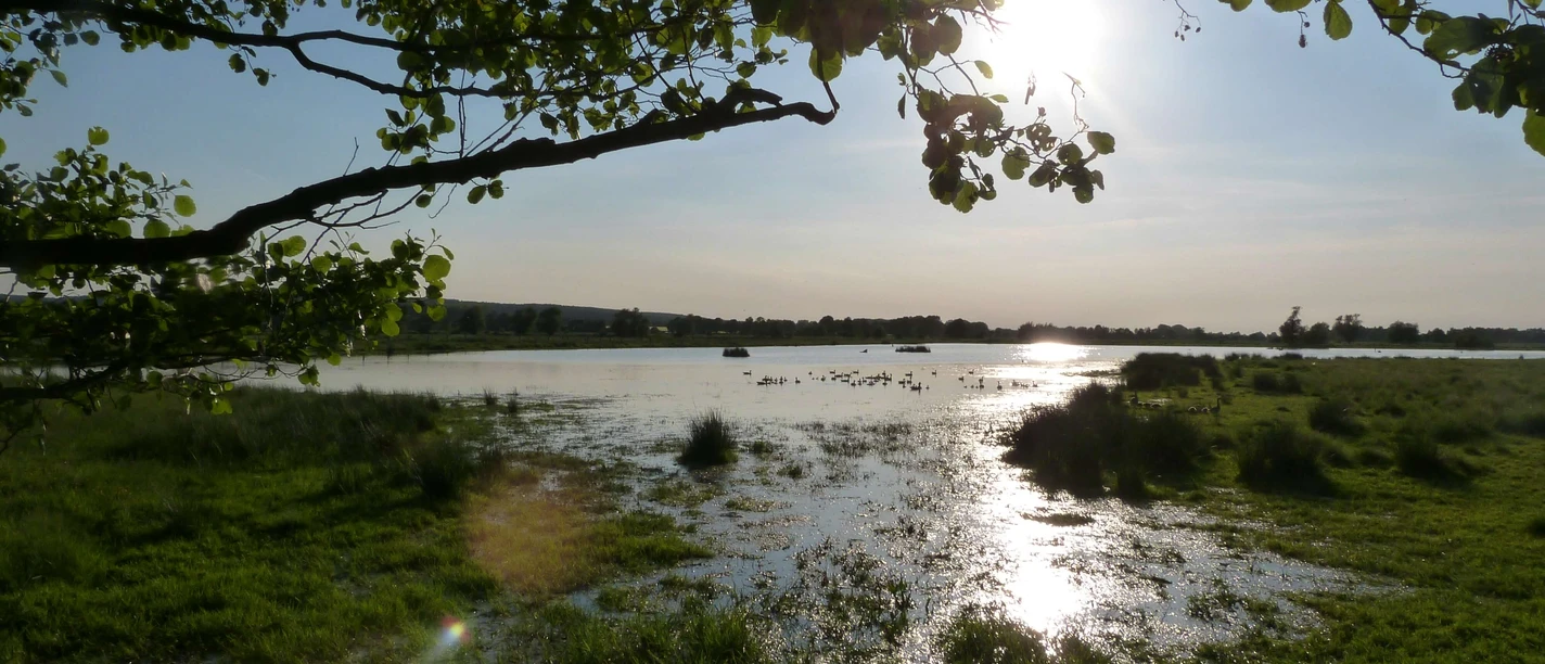 Winzlar Meerbruch A shallow body of water with water birds, surrounded by lush greenery and trees in the low sun.