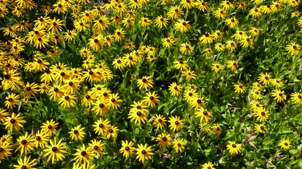 Blumenfeld Ein leuchtendes Feld voller gelber Blumen mit dunklen Zentren erstreckt sich über den gesamten Bildausschnitt.