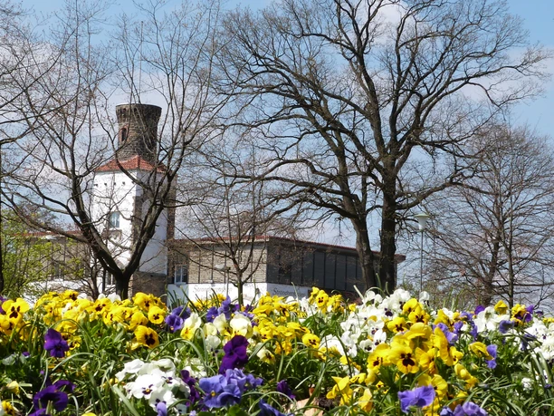 A sea of flowers made up of colorful pansies in the foreground, with a tower and bare trees behind it.