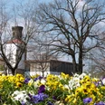 Strandterrassen Steinhude Ein Blumenmeer aus bunten Stiefmütterchen im Vordergrund, mit einem Turm und kahlen Bäumen dahinter.A sea of flowers made up of colorful pansies in the foreground, with a tower and bare trees behind it.Et blomsterhav bestående af farverige stedmoderblomster i forgrunden, med et tårn og nøgne træer bagved.Een bloemenzee van kleurrijke viooltjes op de voorgrond, met daarachter een toren en kale bomen.