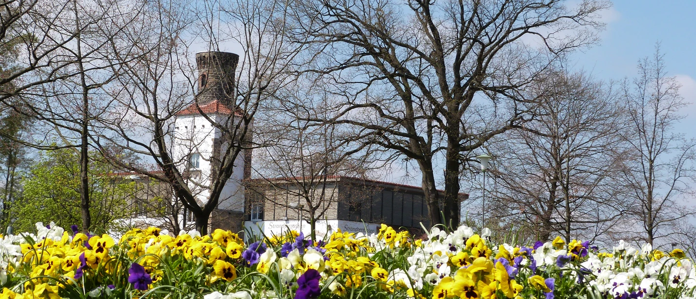Strandterrassen Steinhude Et blomsterhav bestående af farverige stedmoderblomster i forgrunden, med et tårn og nøgne træer bagved.