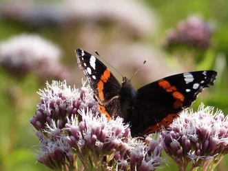 Een admiraalvlinder zit op een paarse bloem, omringd door andere bloemen en een groene achtergrond.