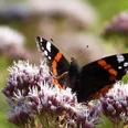 Schmetterling Ein Admiral-Schmetterling sitzt auf einer lila Blüte, umgeben von weiteren Blumen und grünem Hintergrund.
