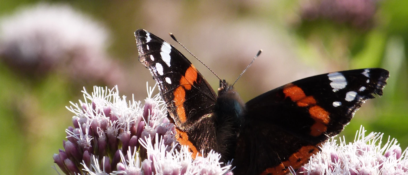 Schmetterling Ein Admiral-Schmetterling sitzt auf einer lila Blüte, umgeben von weiteren Blumen und grünem Hintergrund.