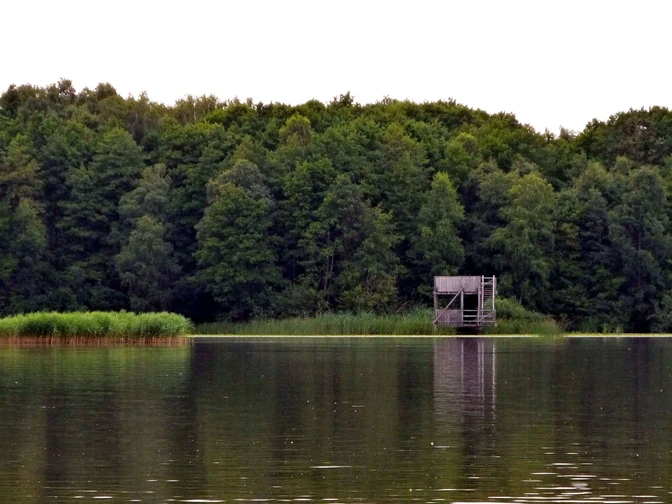 Aussichtsturm vor grüner Waldkulisse am Seeufer, umgeben von dichtem Schilf und ruhigem Wasser.