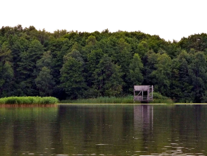 Aussichtsturm Neue Moorhütte Aussichtsturm vor grüner Waldkulisse am Seeufer, umgeben von dichtem Schilf und ruhigem Wasser.