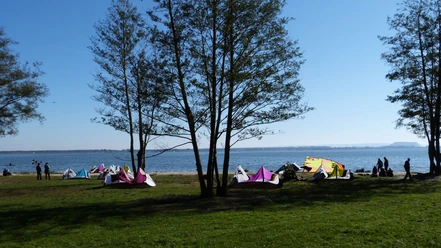 Trees on the Mardorf kite beach, colorful kites on the nearby shore, windy conditions under a blue sky.