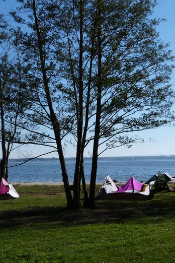 Kitestrand Mardorf Bäume am Kitestrand Mardorf, bunten Kites am nahen Ufer, windige Bedingungen unter blauem Himmel.
