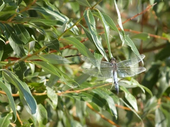 Dragonfly