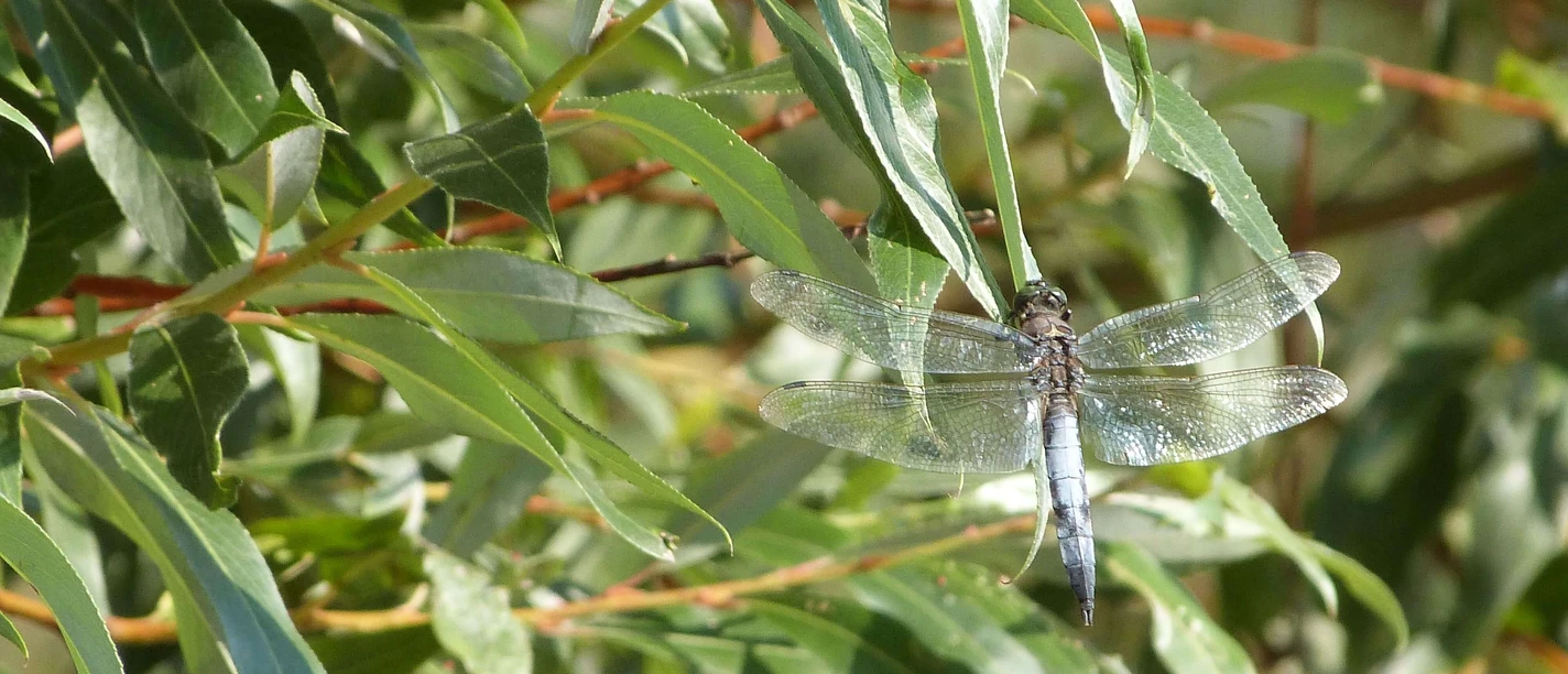 Dragonfly
