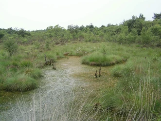 Green overgrown moor with scattered areas of water, surrounded by low shrubs and trees.