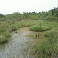Totes Moor Grün bewachsenes Moor mit vereinzelten Wasserflächen, umgeben von niedrigen Sträuchern und Bäumen.