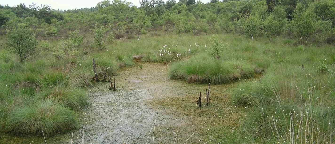 Totes Moor Groen begroeid heideveld met verspreide waterpartijen, omringd door lage struiken en bomen.