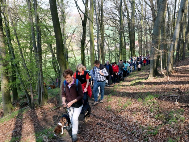 Wandergruppe mit Hunden auf einem von Bäumen umgebenen Waldpfad, im Frühling.