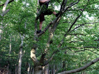 Ein Mann klettert in einem grünen Laubbaum in einem Wald, sorgfältig balancierend auf einem Ast.