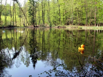 Kleiner Teich im Wald, ruhiges Wasser spiegelt Bäume, gelbe Gummiente schwimmt auf der Oberfläche.