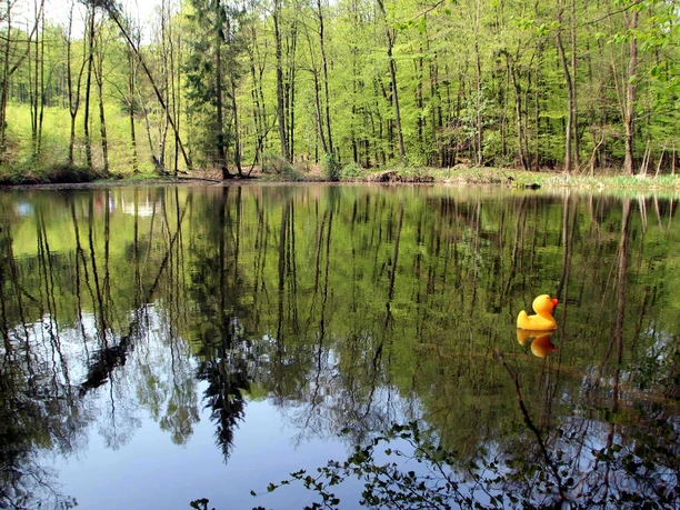 Kleiner Teich im Wald, ruhiges Wasser spiegelt Bäume, gelbe Gummiente schwimmt auf der Oberfläche.