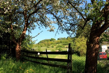 Blick durch blühende Obstbäume auf eine grüne Wiese und bewaldete Hügel im Hintergrund.