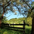 Blick durch blühende Obstbäume auf eine grüne Wiese und bewaldete Hügel im Hintergrund.