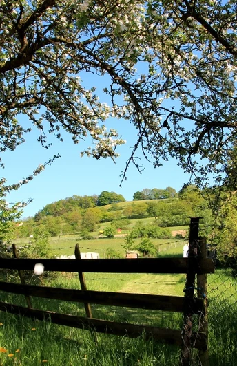 Blick durch blühende Obstbäume auf eine grüne Wiese und bewaldete Hügel im Hintergrund.