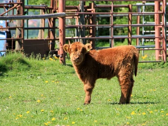 Junges Hochlandrind steht auf grüner Wiese mit Löwenzahn, umgeben von Gattern und im Sonnenschein.