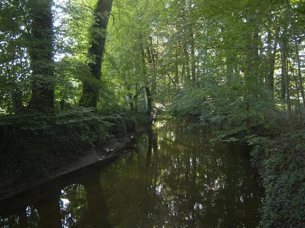 Blick von der Hesselbrücke im Versmolder Naturschutzgebiet Ein ruhiger, schattiger Waldfluss, umgeben von dichtem Grün und hohen Bäumen an einem sonnigen Tag.