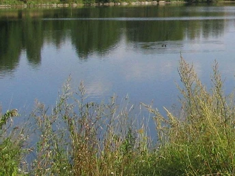 Strothesse Bad Lippspringe Ein ruhiger See umgeben von grünem Schilf und Bäumen, mit subtilen Wellen auf der Wasseroberfläche.