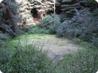 "Weringer Pohl" Lippspringer Wald Eine ruhige, mit Bäumen umsäumte Lichtung im Lippspringer Wald, umgeben von üppigem Grün.