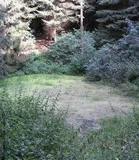 "Weringer Pohl" Lippspringer Wald Eine ruhige, mit Bäumen umsäumte Lichtung im Lippspringer Wald, umgeben von üppigem Grün.