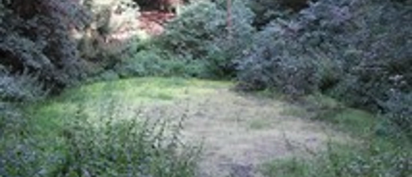 "Weringer Pohl" Lippspringer Wald Eine ruhige, mit Bäumen umsäumte Lichtung im Lippspringer Wald, umgeben von üppigem Grün.
