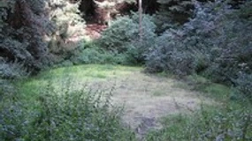 "Weringer Pohl" Lippspringer Wald Eine ruhige, mit Bäumen umsäumte Lichtung im Lippspringer Wald, umgeben von üppigem Grün.